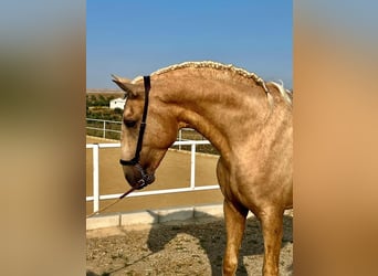 Lusitanos, Hengst, 3 Jahre, 163 cm, Palomino