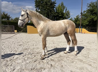 Lusitanos, Hengst, 3 Jahre, 164 cm, Schimmel
