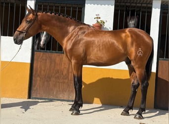 Lusitanos, Hengst, 3 Jahre, 165 cm, Brauner