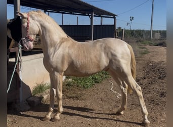 Lusitanos, Hengst, 3 Jahre, 165 cm, Cremello