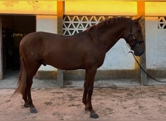 Lusitanos, Hengst, 3 Jahre, 165 cm, Fuchs