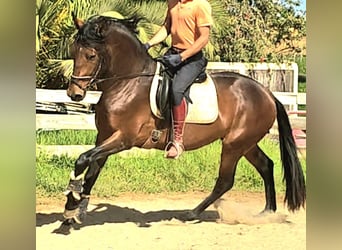 Lusitanos, Hengst, 3 Jahre, 165 cm, Fuchs