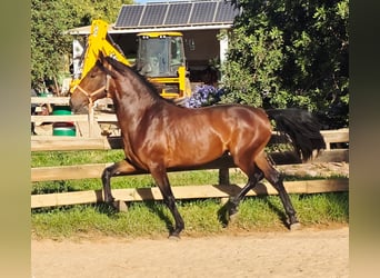 Lusitanos, Hengst, 3 Jahre, 165 cm, Fuchs