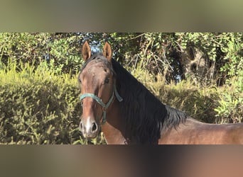 Lusitanos, Hengst, 3 Jahre, 165 cm, Fuchs