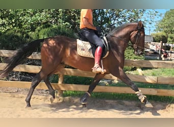Lusitanos, Hengst, 3 Jahre, 165 cm, Fuchs