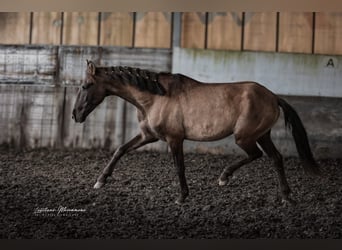 Lusitanos, Hengst, 3 Jahre, 165 cm, Grullo