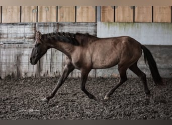 Lusitanos, Hengst, 3 Jahre, 165 cm, Grullo