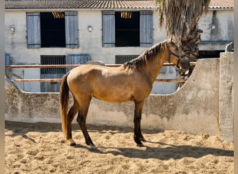 Lusitanos, Hengst, 3 Jahre, 165 cm, Schimmel