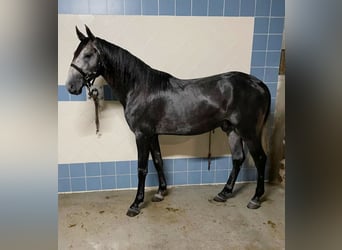 Lusitanos, Hengst, 3 Jahre, 165 cm, Schimmel