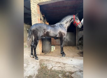 Lusitanos, Hengst, 3 Jahre, 165 cm, Schimmel