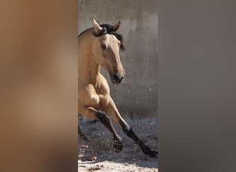 Lusitanos, Hengst, 3 Jahre, 166 cm, Falbe