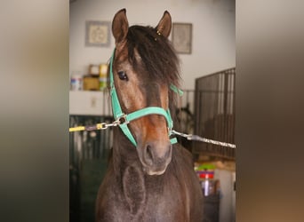 Lusitanos, Hengst, 3 Jahre, 166 cm, Rappschimmel