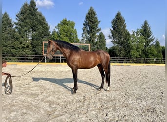 Lusitanos, Hengst, 3 Jahre, 167 cm, Brauner