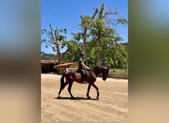 Lusitanos, Hengst, 3 Jahre, 167 cm, Brauner