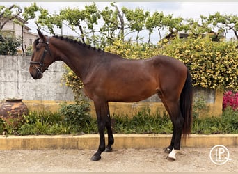 Lusitanos, Hengst, 3 Jahre, 167 cm, Brauner