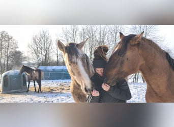 Lusitanos, Hengst, 3 Jahre, 168 cm, Schimmel
