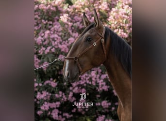 Lusitanos, Hengst, 3 Jahre, 170 cm, Brauner