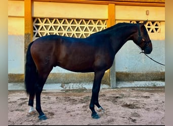 Lusitanos, Hengst, 3 Jahre, 170 cm, Brauner