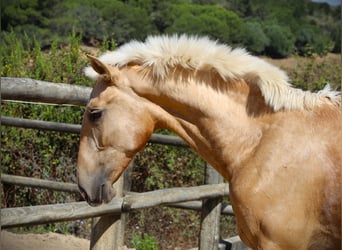 Lusitanos, Hengst, 3 Jahre, 170 cm, Palomino