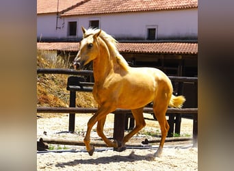 Lusitanos, Hengst, 3 Jahre, 170 cm, Palomino