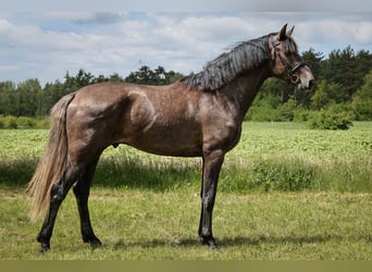 Lusitanos Mix, Hengst, 3 Jahre, 170 cm, Rappschimmel