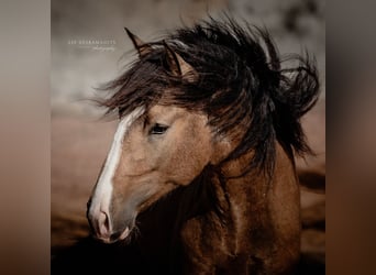 Lusitanos, Hengst, 3 Jahre, 172 cm, Buckskin