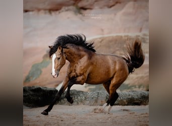 Lusitanos, Hengst, 3 Jahre, 172 cm, Buckskin