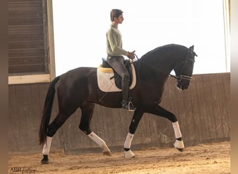 Lusitanos, Hengst, 3 Jahre, 172 cm, Rappe