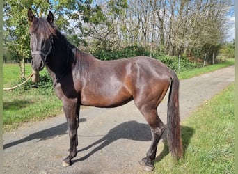 Lusitanos, Hengst, 3 Jahre, Brauner