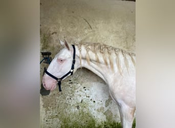 Lusitanos, Hengst, 3 Jahre, Cremello