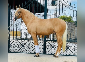 Lusitanos, Hengst, 3 Jahre, Palomino