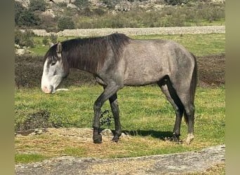 Lusitanos Mix, Hengst, 3 Jahre, Schimmel