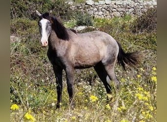 Lusitanos Mix, Hengst, 3 Jahre, Schimmel