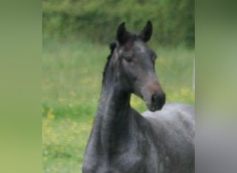 Lusitanos, Hengst, 3 Jahre, Schimmel