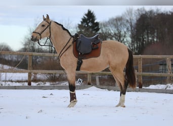 Lusitanos, Hengst, 4 Jahre, 153 cm, Buckskin