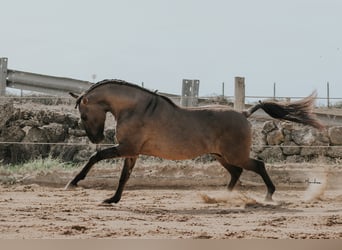 Lusitanos, Hengst, 4 Jahre, 157 cm, Grullo