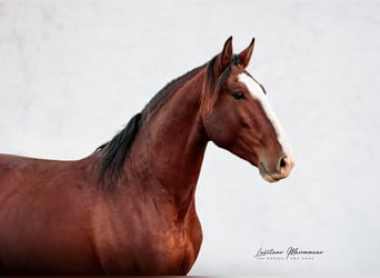Lusitanos, Hengst, 4 Jahre, 158 cm, Brauner
