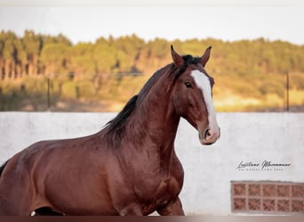 Lusitanos, Hengst, 4 Jahre, 158 cm, Brauner