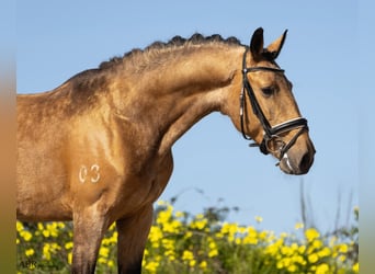 Lusitanos, Hengst, 4 Jahre, 158 cm, Buckskin