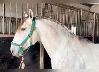 Lusitanos, Hengst, 4 Jahre, 158 cm, Schimmel