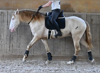 Lusitanos, Hengst, 4 Jahre, 159 cm