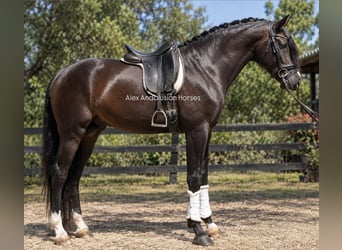 Lusitanos, Hengst, 4 Jahre, 160 cm, Brauner