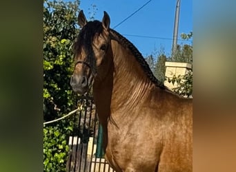 Lusitanos, Hengst, 4 Jahre, 160 cm, Buckskin