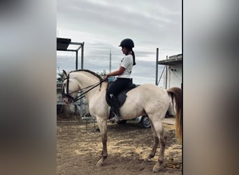 Lusitanos, Hengst, 4 Jahre, 160 cm, Cremello