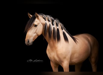Lusitanos Mix, Hengst, 4 Jahre, 160 cm, Falbe