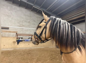 Lusitanos Mix, Hengst, 4 Jahre, 160 cm, Falbe