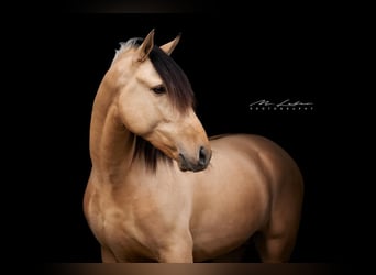Lusitanos Mix, Hengst, 4 Jahre, 160 cm, Falbe