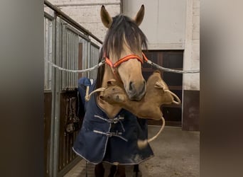 Lusitanos Mix, Hengst, 4 Jahre, 160 cm, Falbe