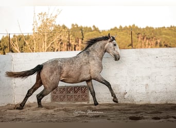Lusitanos, Hengst, 4 Jahre, 160 cm, Schimmel