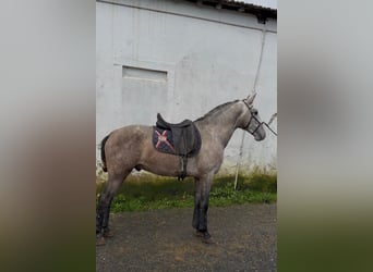 Lusitanos, Hengst, 4 Jahre, 160 cm, Schimmel